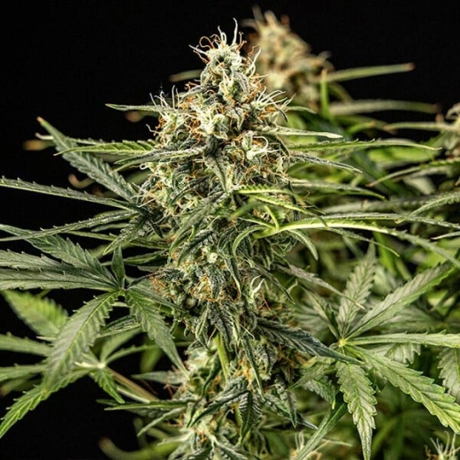 Milky Way F1 Auto (Autoflower)